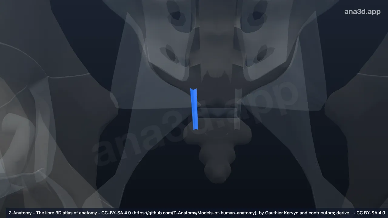 Model 3D: Ligamen interkornuale kanan