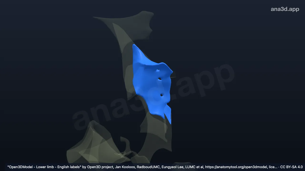 3D 模型：右骨间/骶髂后韧带