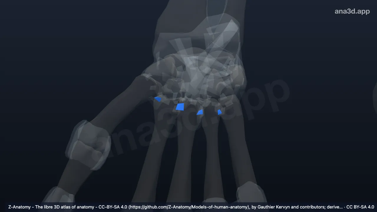 Mô hình 3D: Các dây chằng gian cốt bàn tay phải