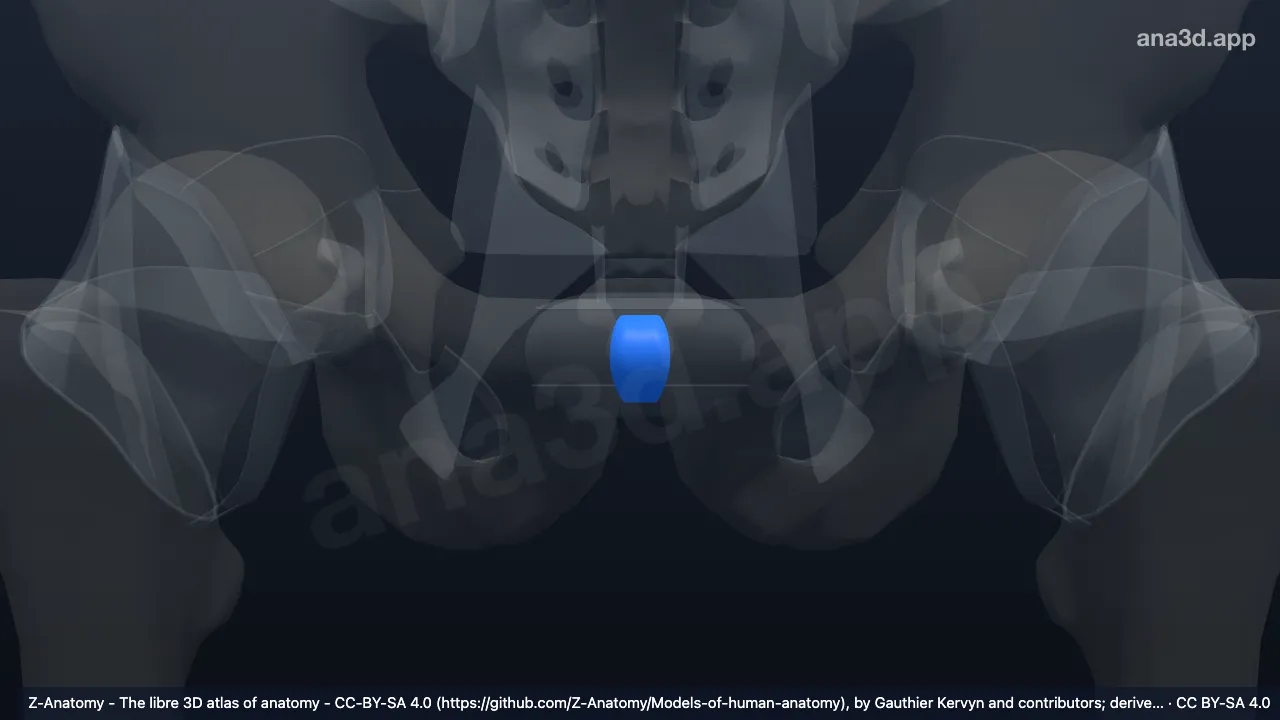 Model 3D: Diskus interpubikus