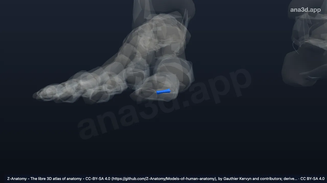 3D 模型：右籽骨间韧带