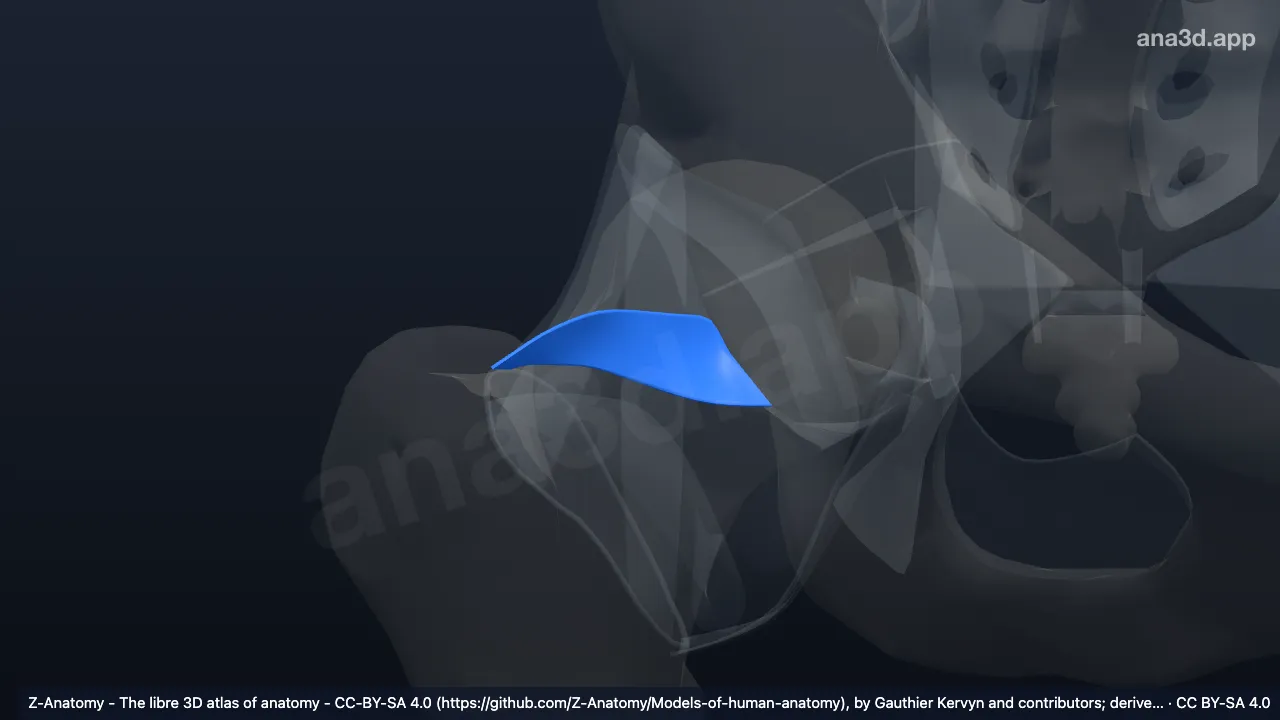 3D model: right ischiofemoral ligament