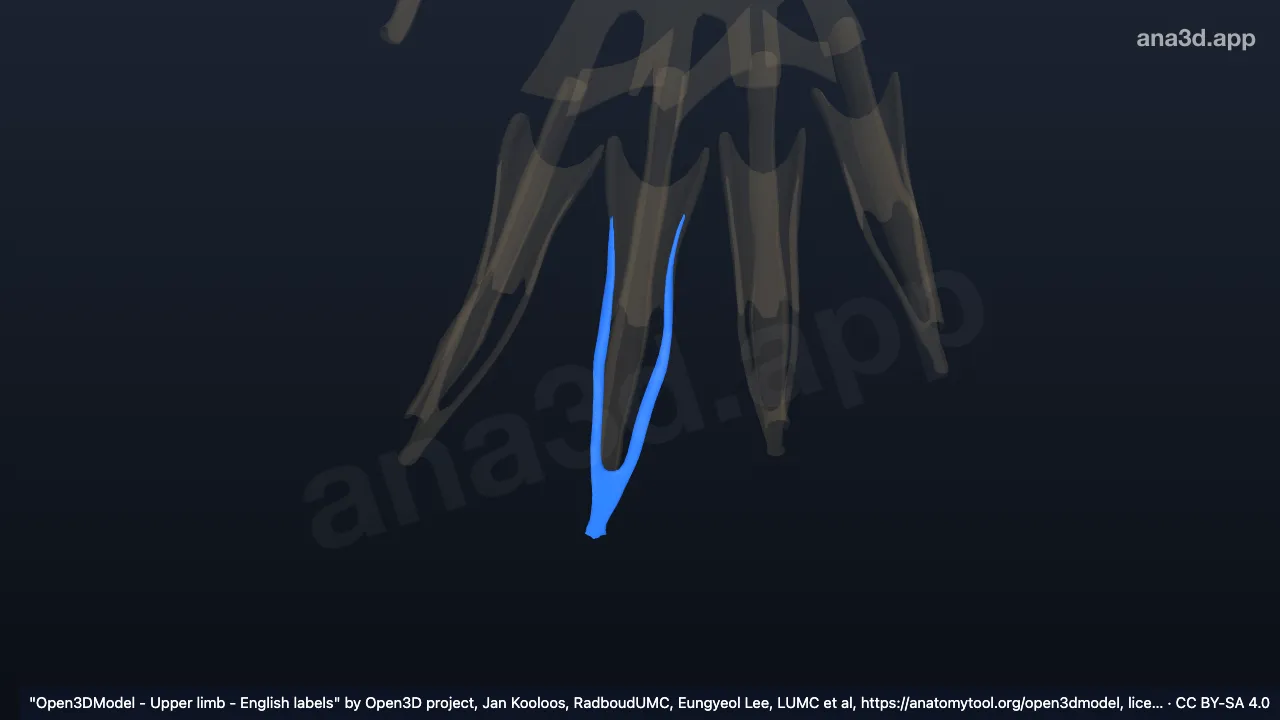 Modelo 3D: Banda lateral del tercer dedo de la mano derecha