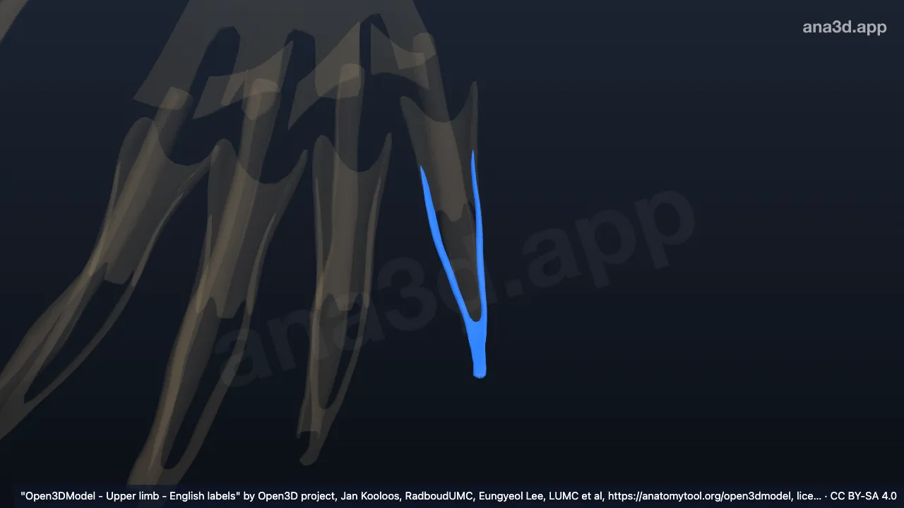 Modelo 3D: Banda lateral del quinto dedo de la mano derecha