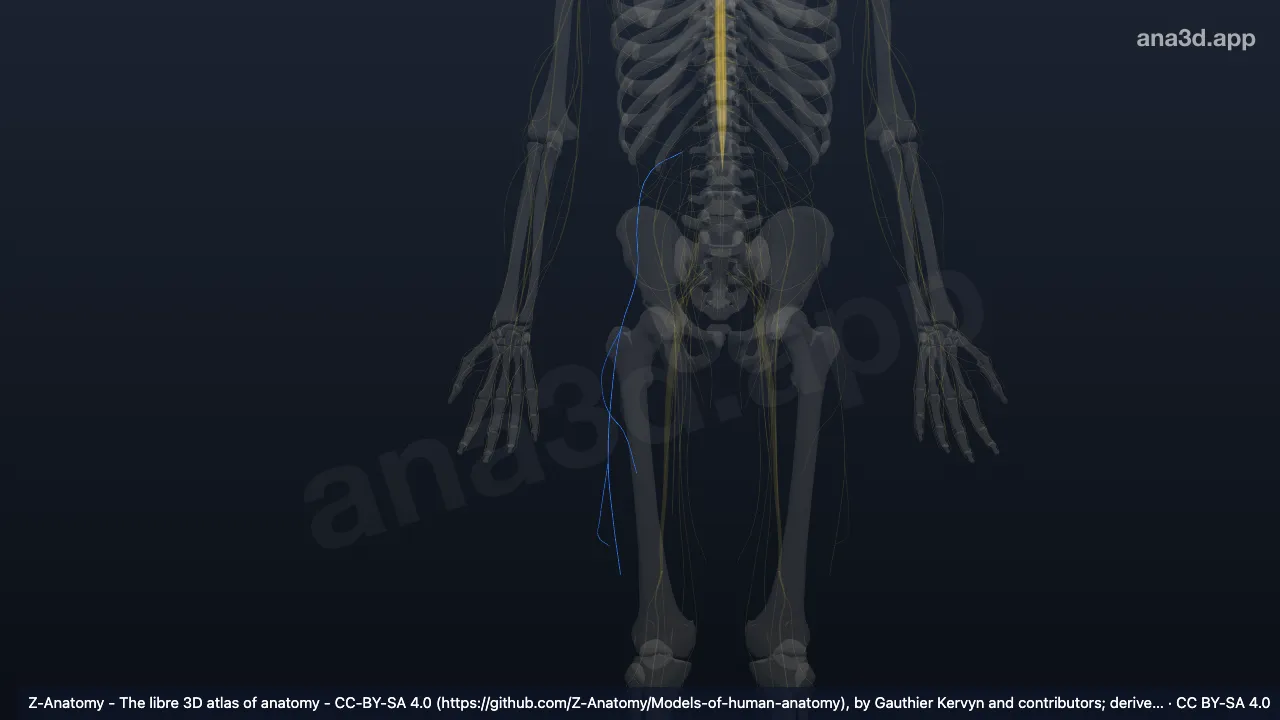 3D model: right lateral femoral cutaneous nerve