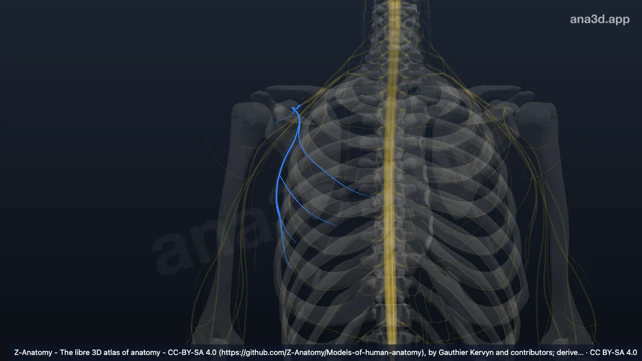 3D model: right lateral pectoral nerve