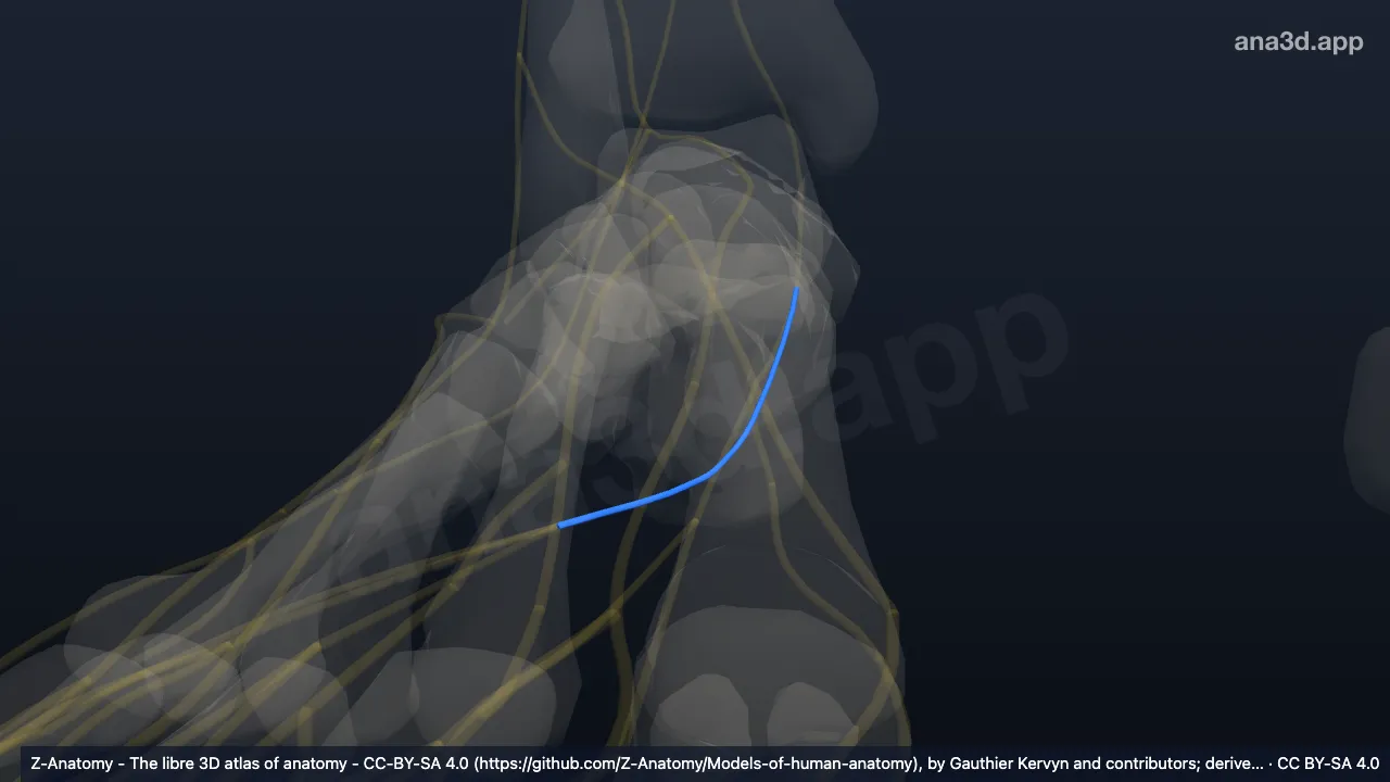 Model 3D: Saraf plantaris lateralis kanan