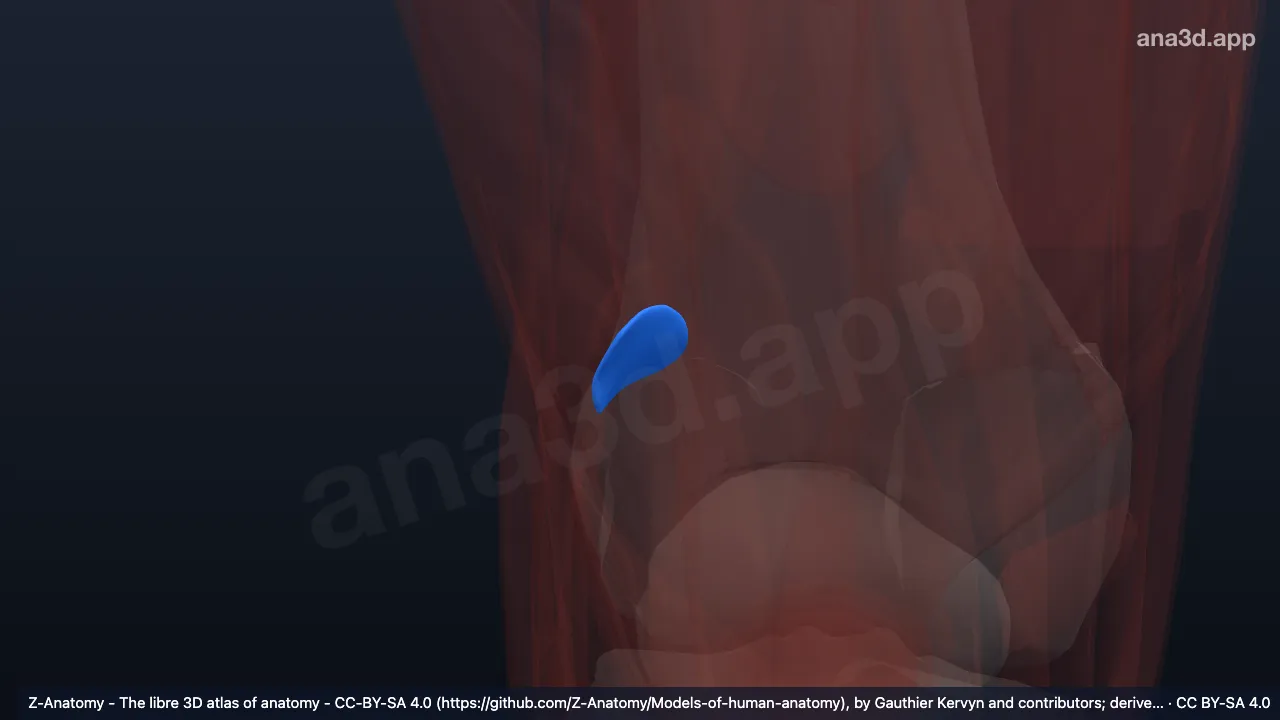 Model 3D: Bursa subtendinea lateralis otot gastroknemius kanan