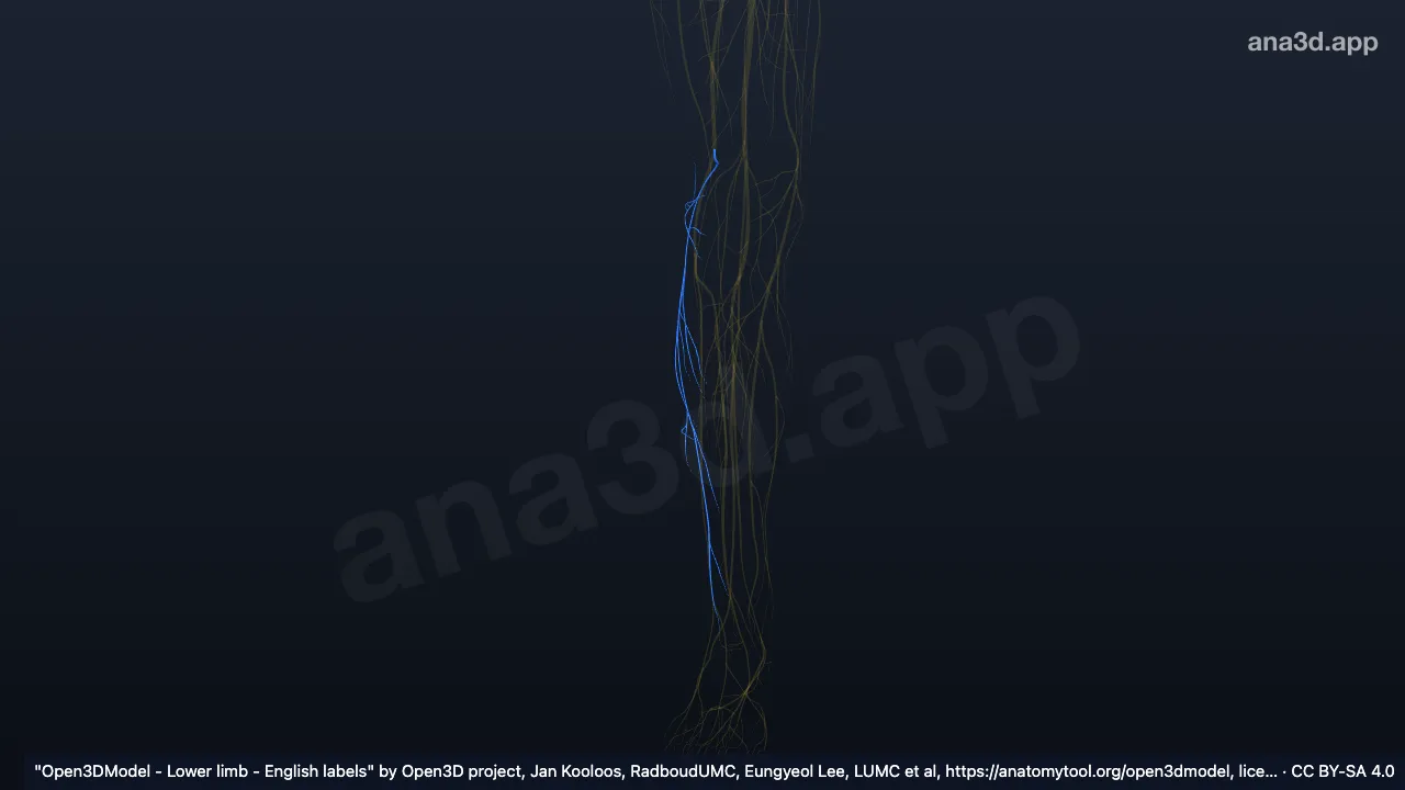 Modelo 3D: Nervo cutâneo sural lateral direito