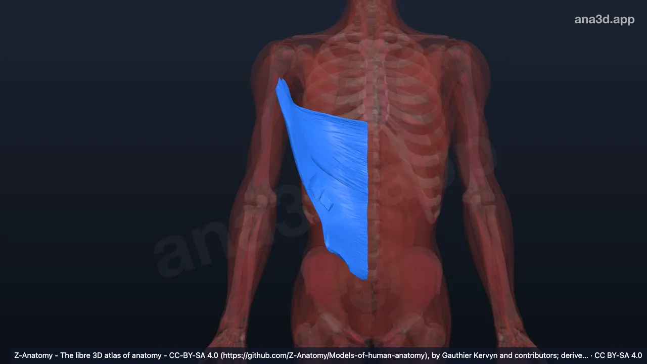 Modelo 3D: Músculo latíssimo do dorso direito