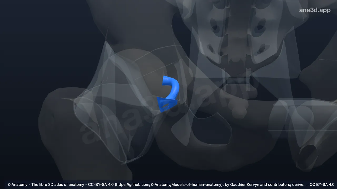 3D model: right ligament of head of femur
