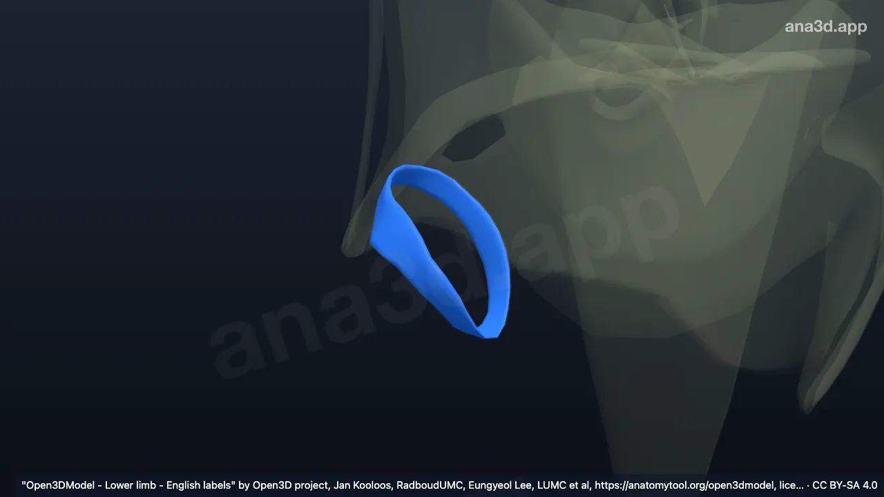 Model 3D: Ligamen kaput fibulae kanan