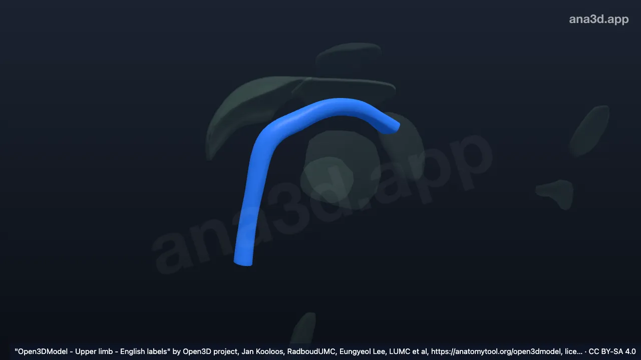 Modelo 3D: Bainha do tendão da cabeça longa do músculo bíceps braquial direito