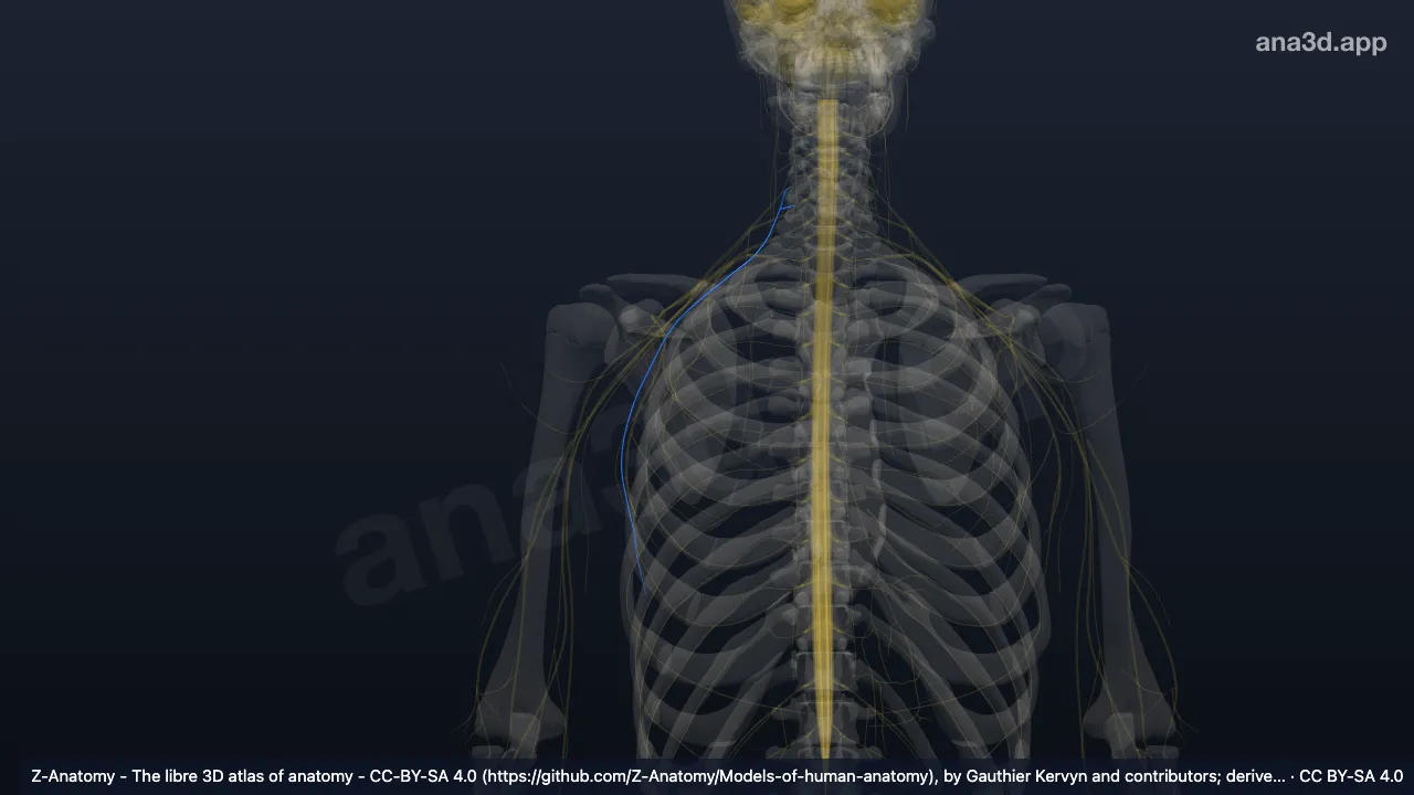 Modelo 3D: Nervo torácico longo direito