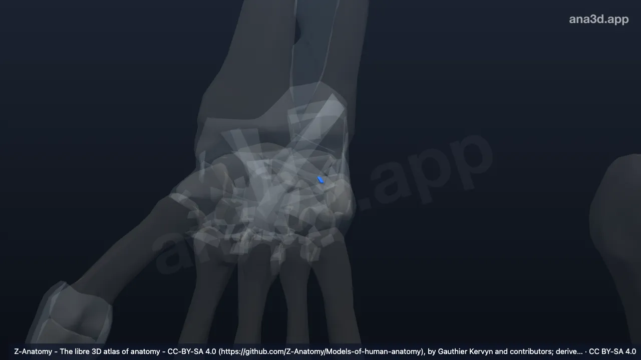 Model 3D: Ligamen lunotrikuetrum interoseum kanan