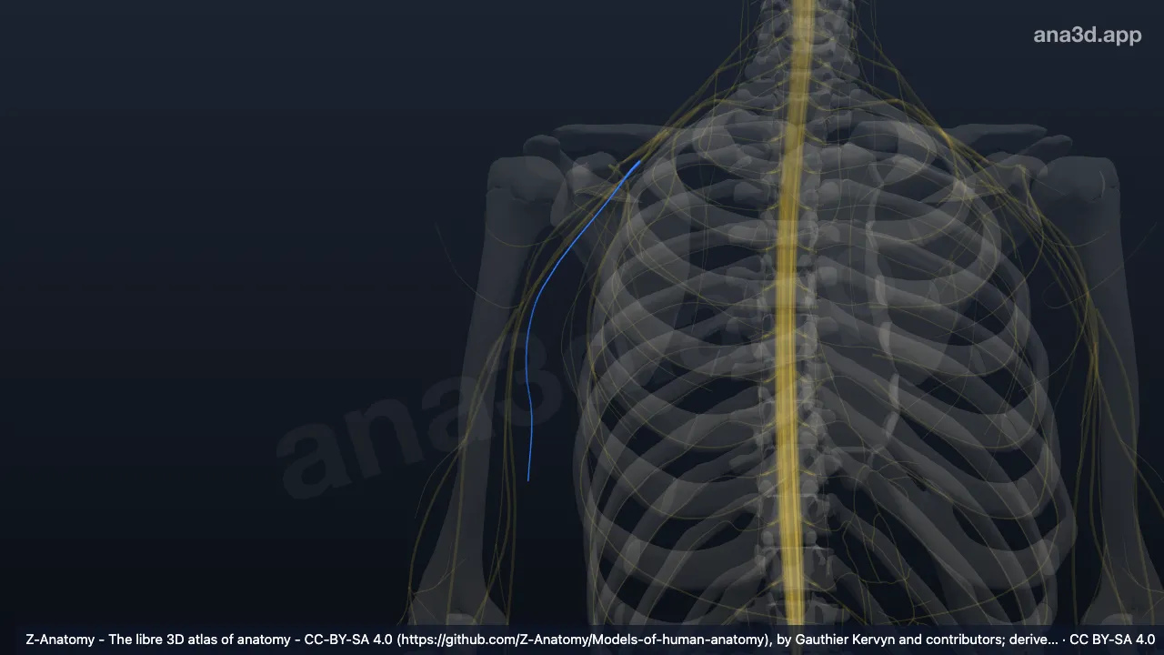3D-Modell: Rechter Nervus cutaneus brachii medialis