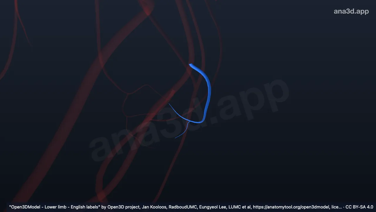 Model 3D: Arteri kalkaneus medialis kanan