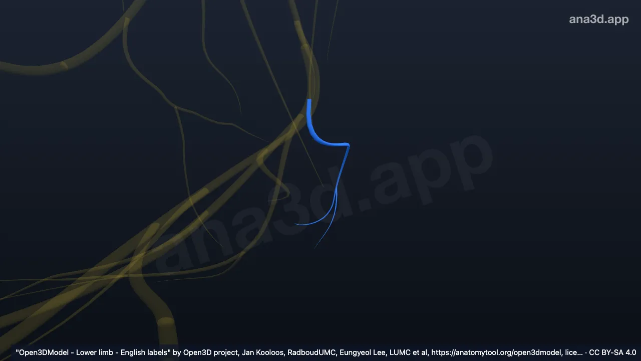 Model 3D: Cabang kalkaneus medialis saraf tibialis kanan