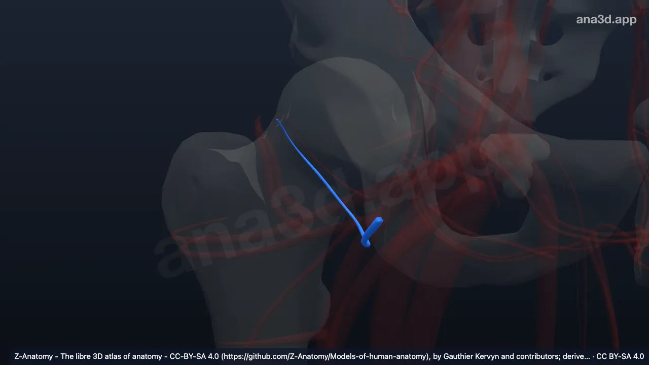 3D 模型：右旋股内侧动脉