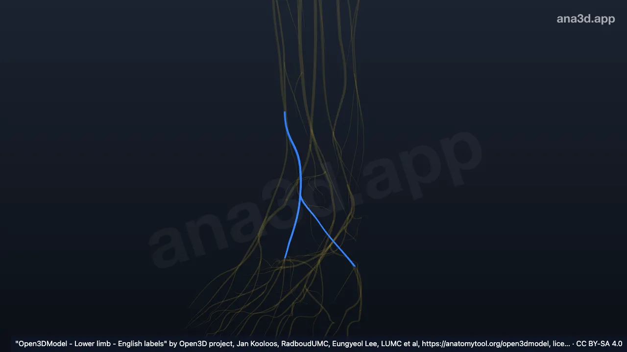 Modelo 3D: Nervo cutâneo dorsal medial direito