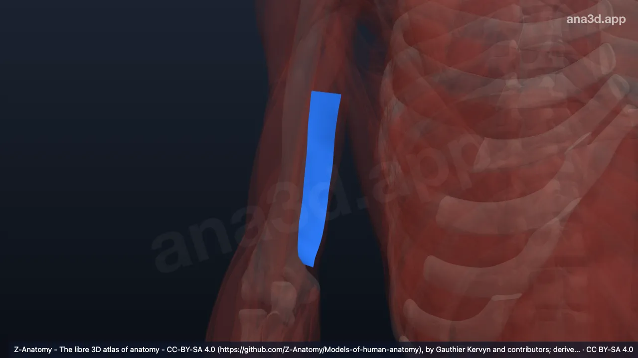 3D-Modell: Rechtes Septum intermusculare brachii mediale
