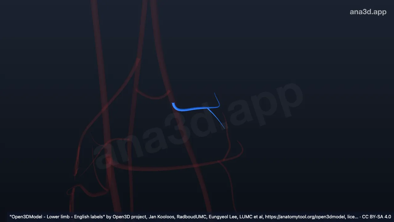 Modelo 3D: Artéria maleolar medial da artéria tibial posterior direita