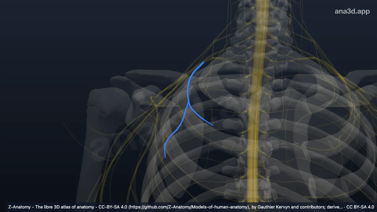 3D model: right medial pectoral nerve