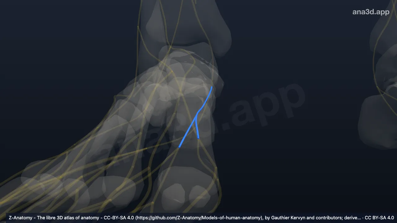 Modelo 3D: Nervo plantar medial direito