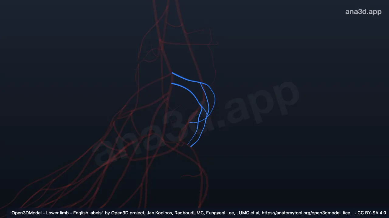 3Dモデル：右内側足根動脈