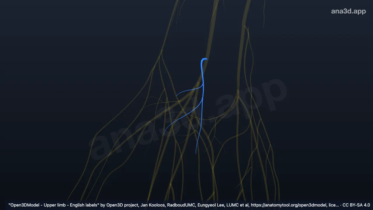 Model 3D: Cabang palmaris saraf medianus kanan