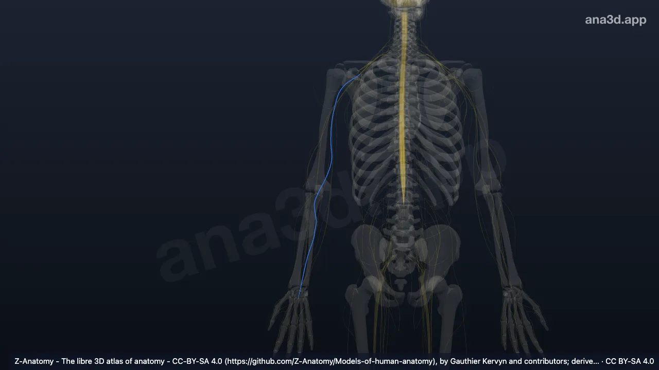3D model: right median nerve