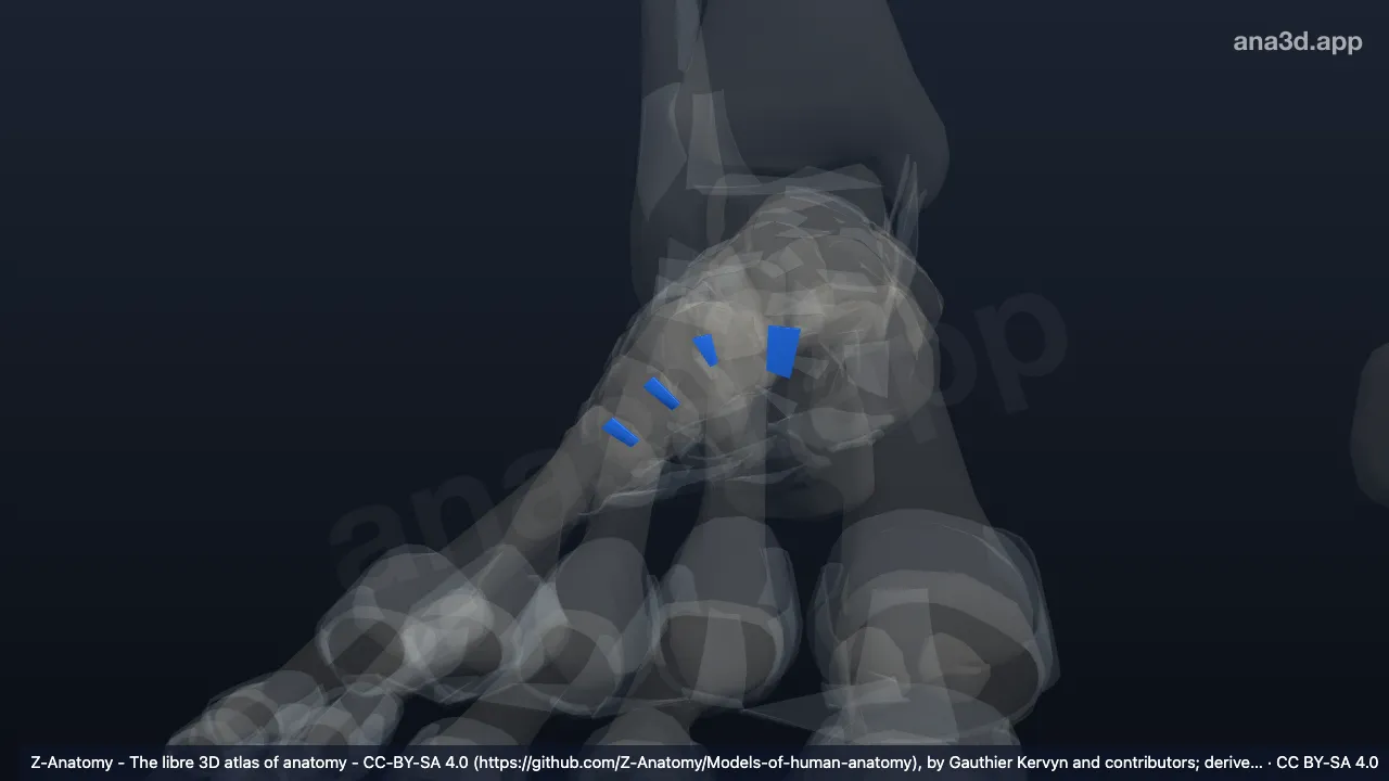 3D model: right metatarsal interosseous ligaments