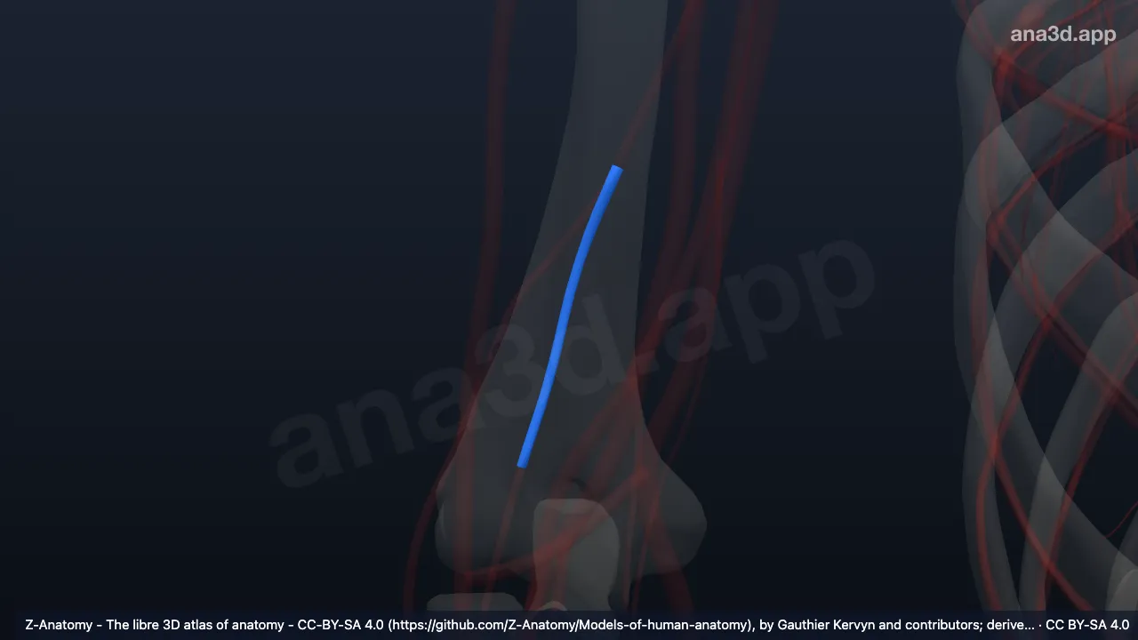 Model 3D: Arteri kolateralis media kanan
