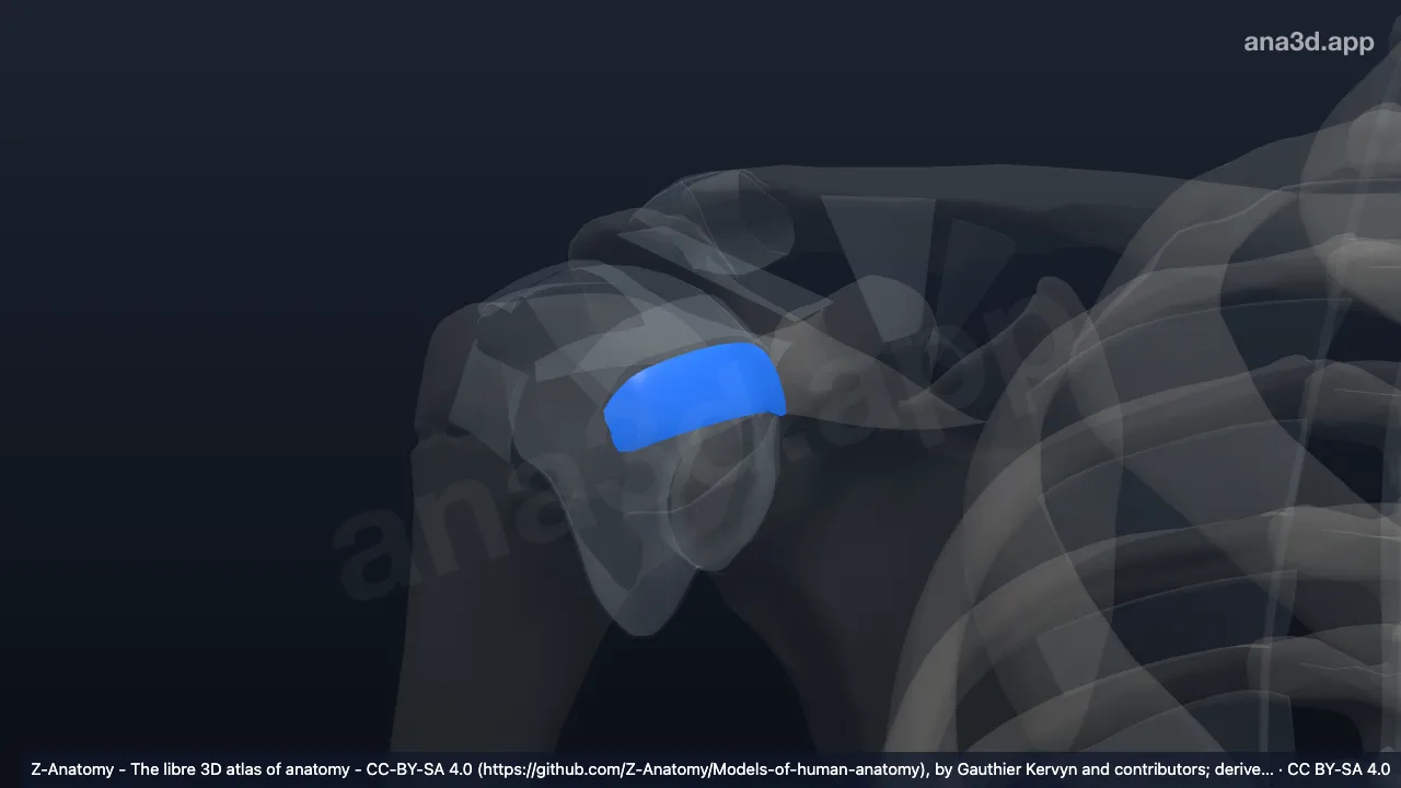 3D model: right middle glenohumeral ligament