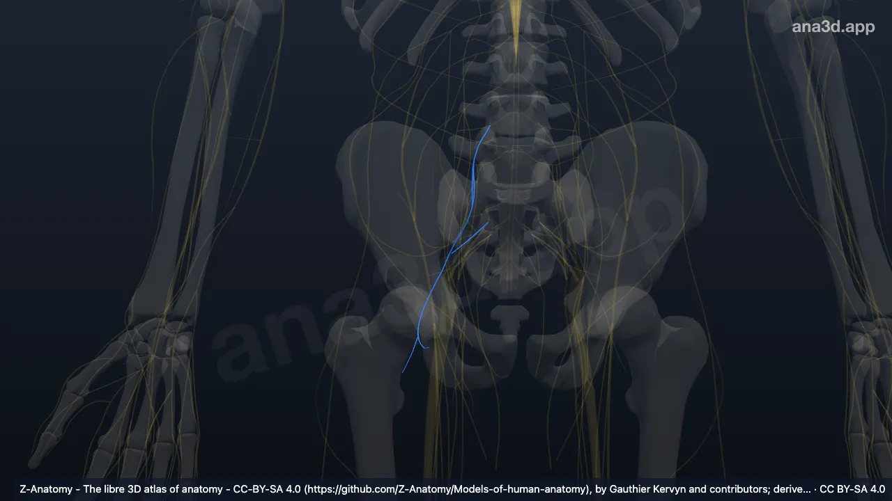 Modelo 3D: Nervo ao músculo quadrado femoral direito