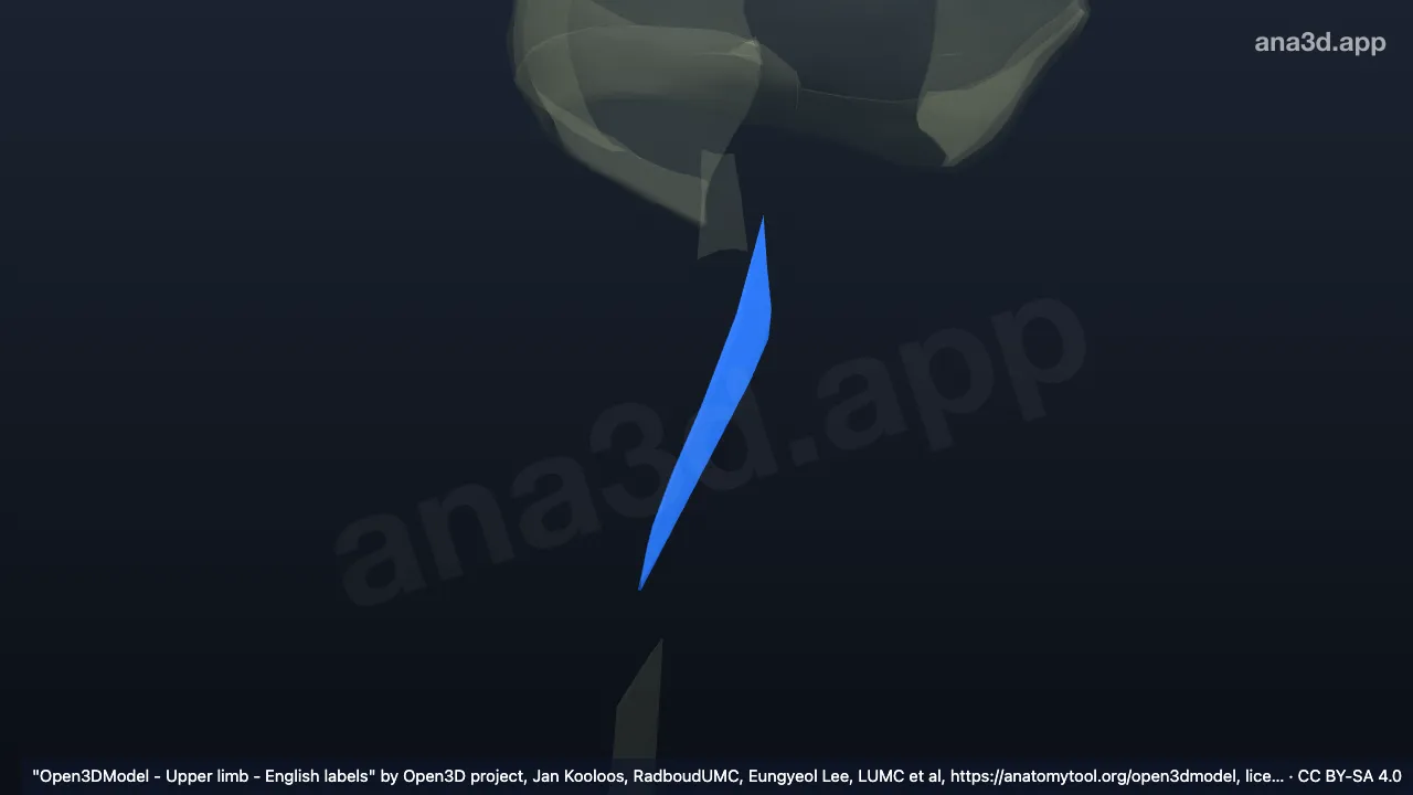 3D model: right oblique cord or radio-ulnar syndesmosis