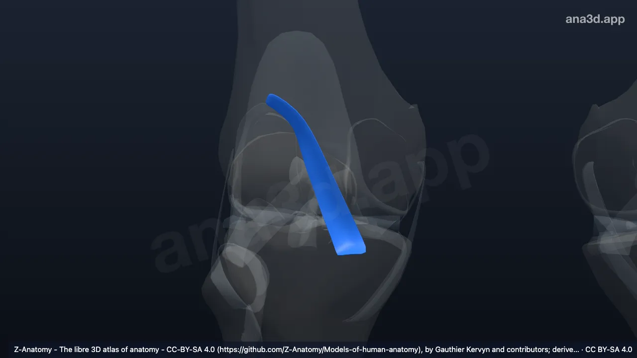 3D model: right oblique popliteal ligament