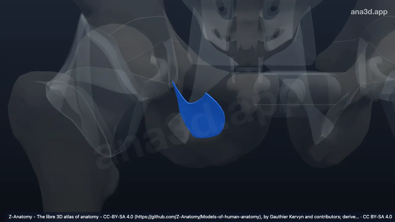 3D model: right obturator membrane