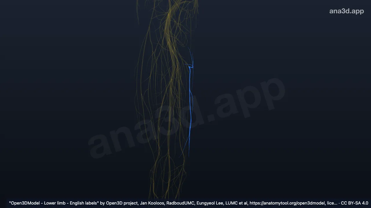 Modelo 3D: Nervo obturador direito, ramo anterior, ramo cutâneo