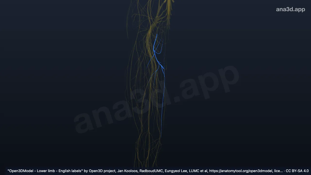 Model 3D: Cabang anterior saraf obturatorius kanan