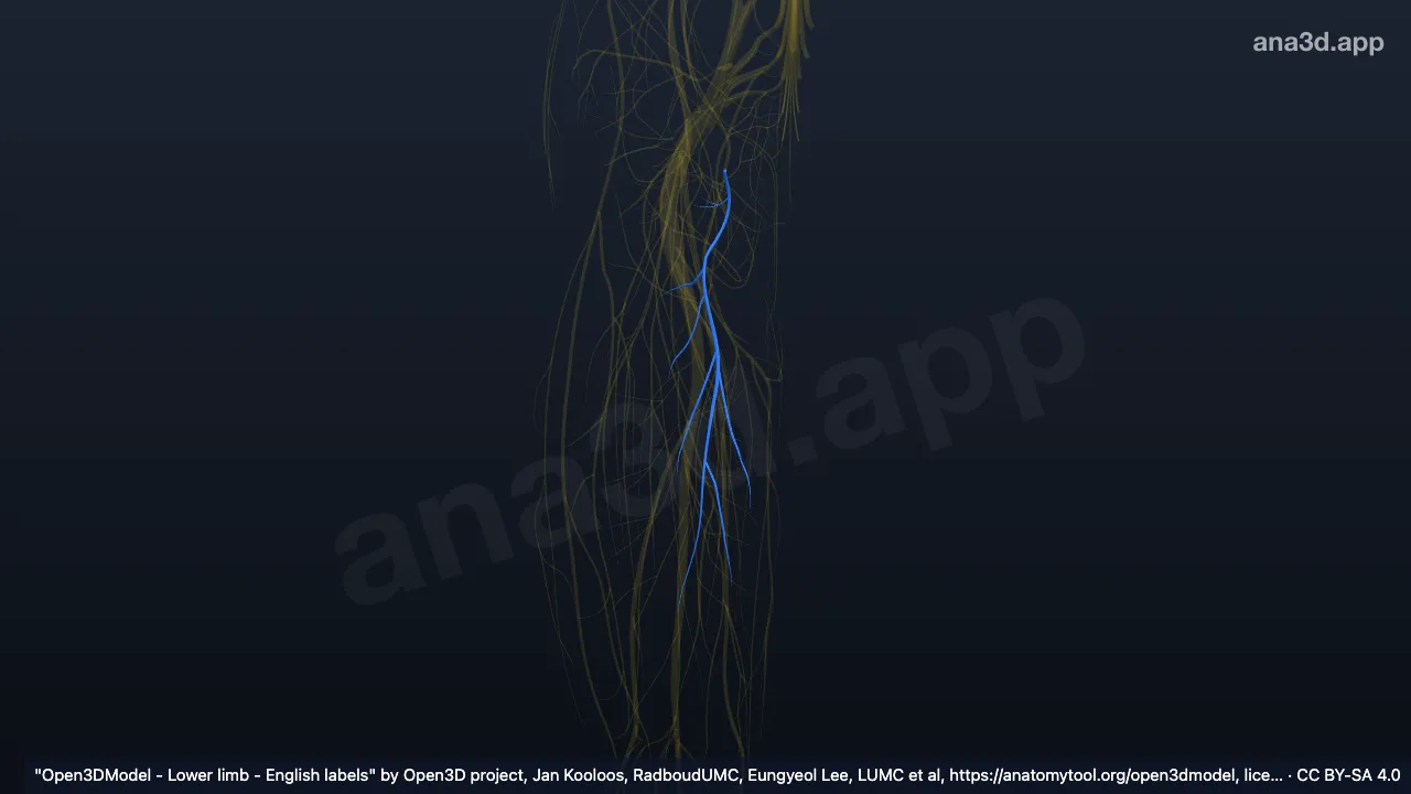 Model 3D: Cabang posterior saraf obturatorius kanan