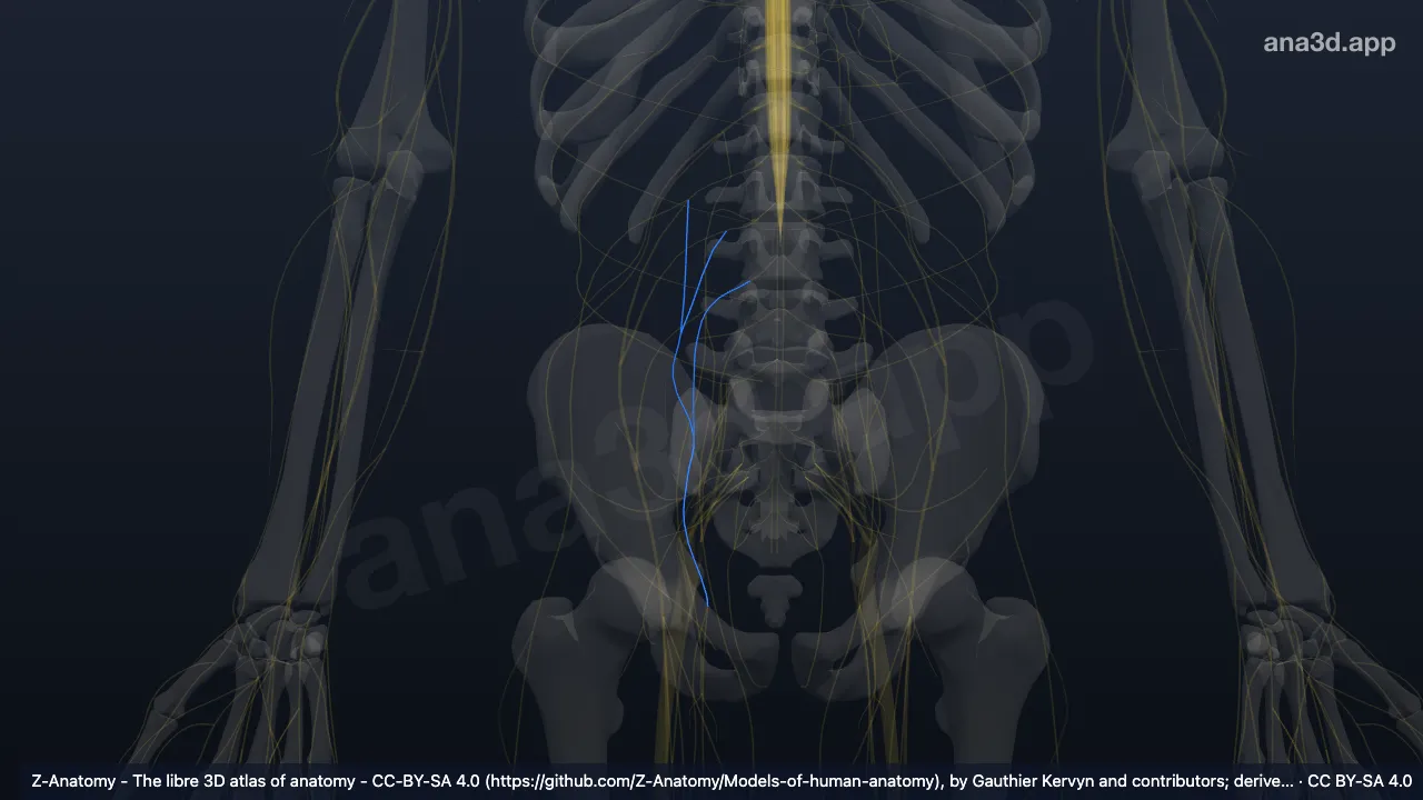 3D model: right obturator nerve
