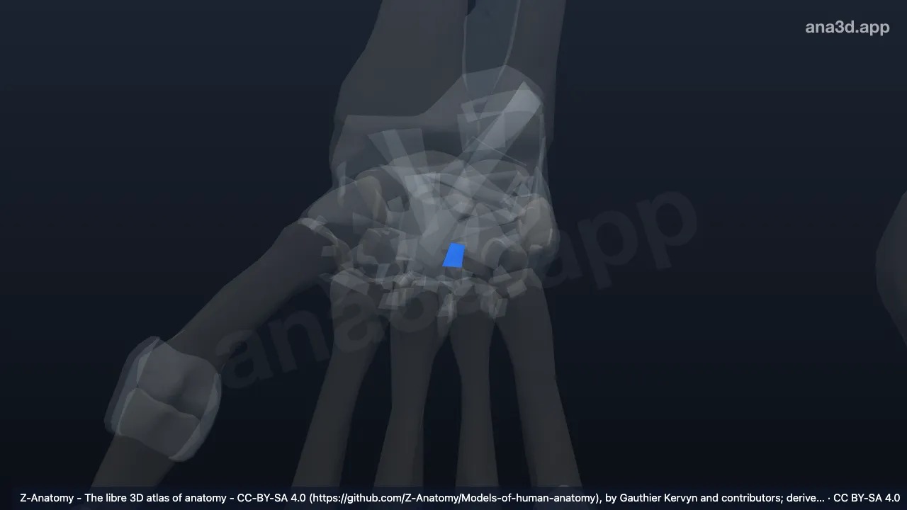 3D 模型：右头钩掌侧韧带