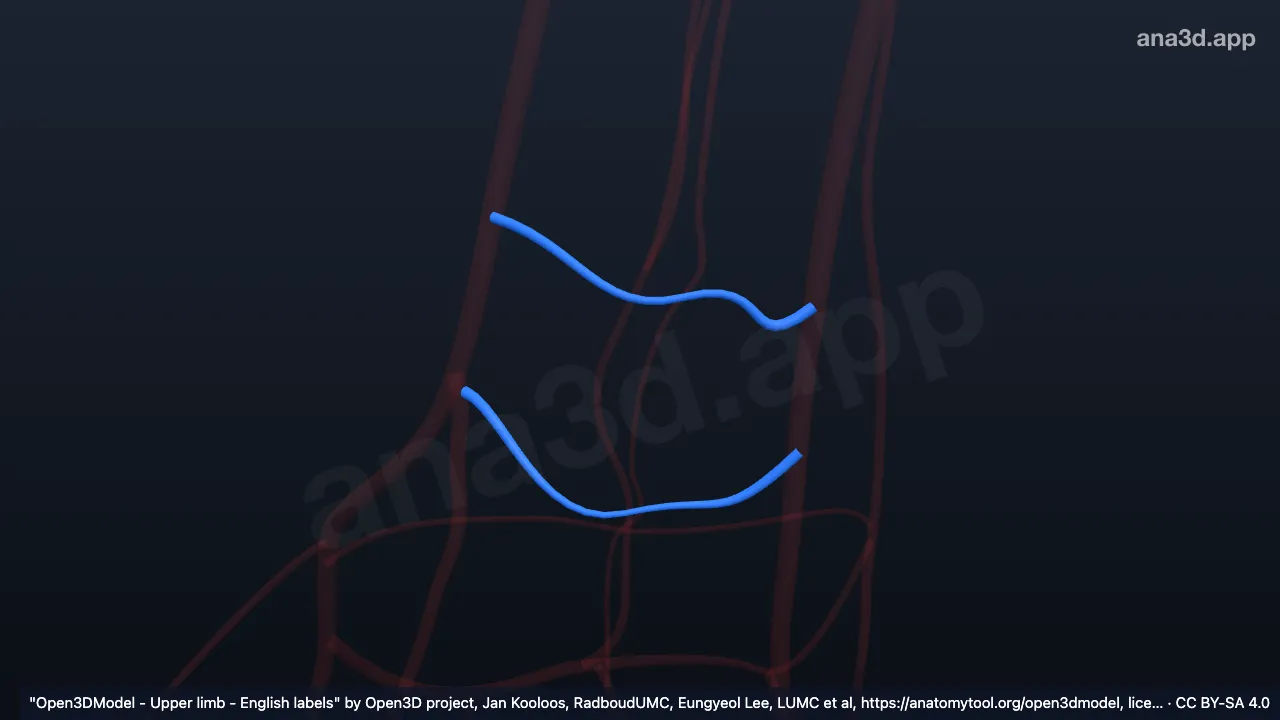 Model 3D: Cabang karpalis palmaris kanan