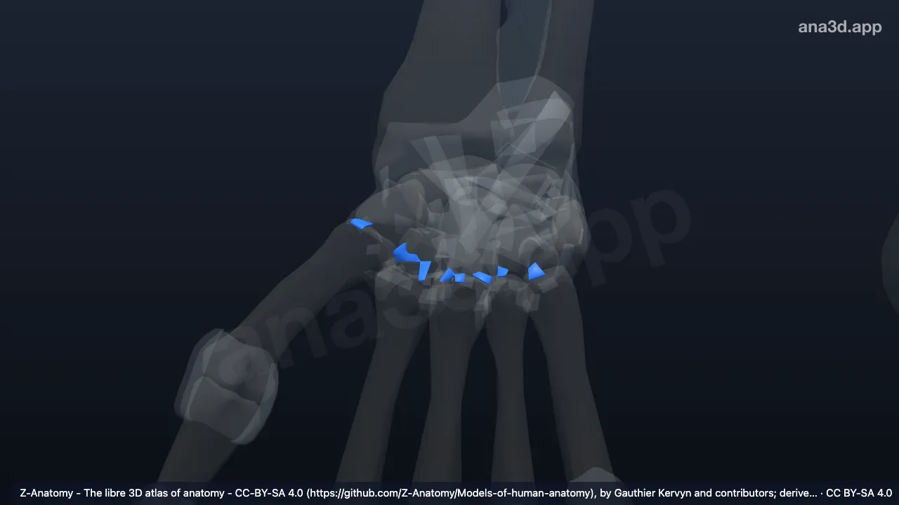 3D model: right palmar carpometacarpal ligaments