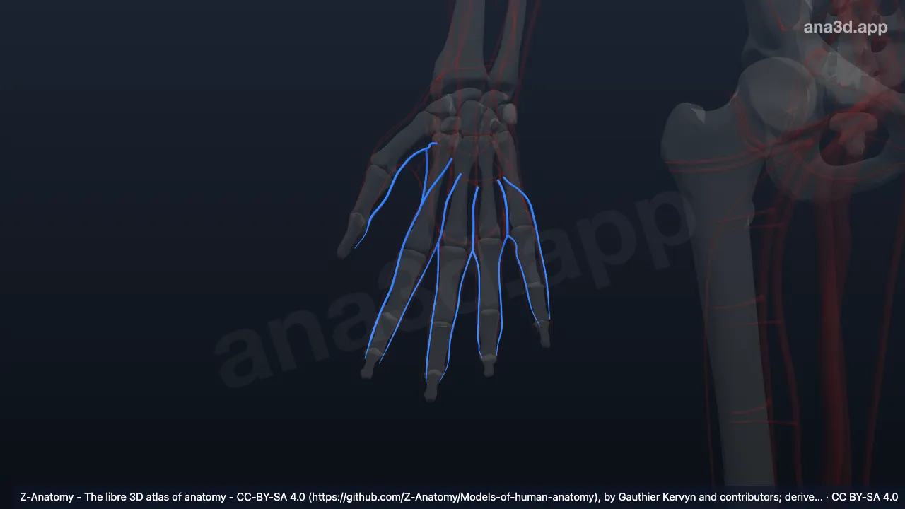 3D 模型：右指掌侧静脉