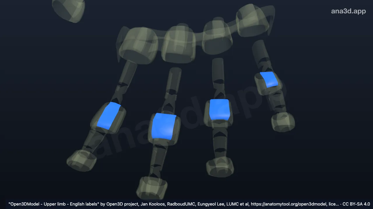 Mô hình 3D: Các dây chằng gan tay của các khớp gian đốt ngón tay phải