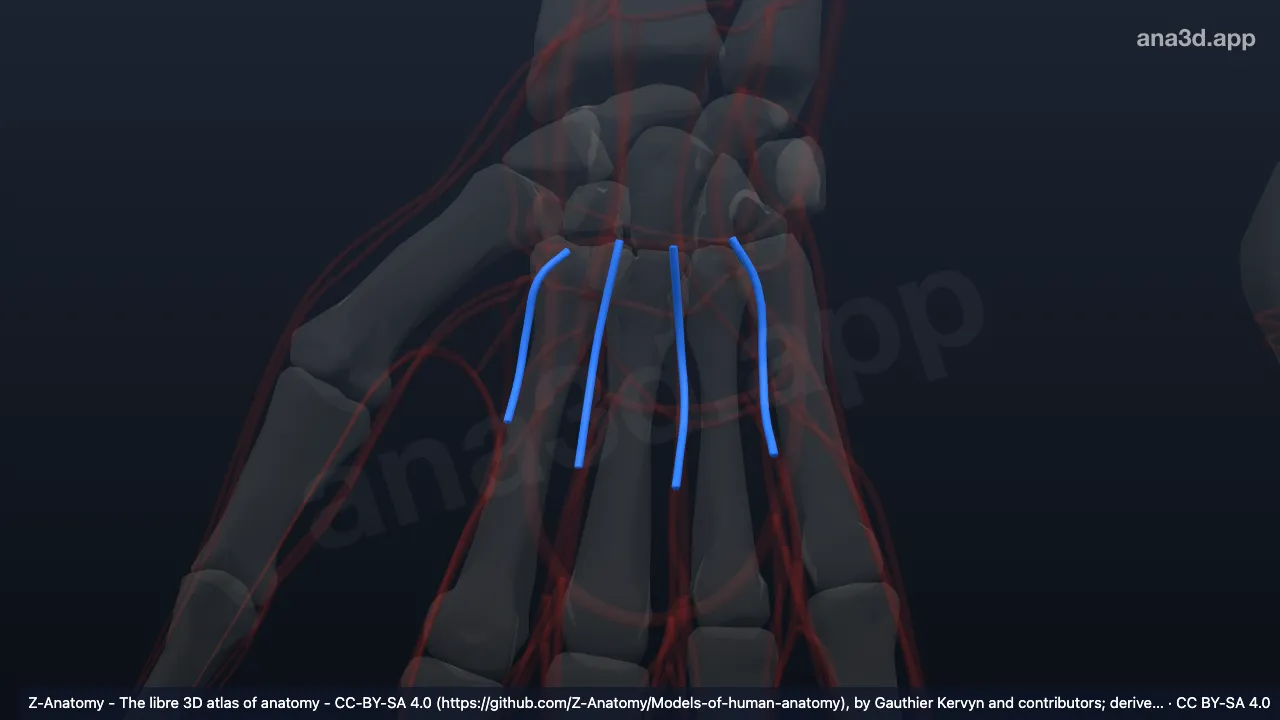 3D 模型：右掌心动脉