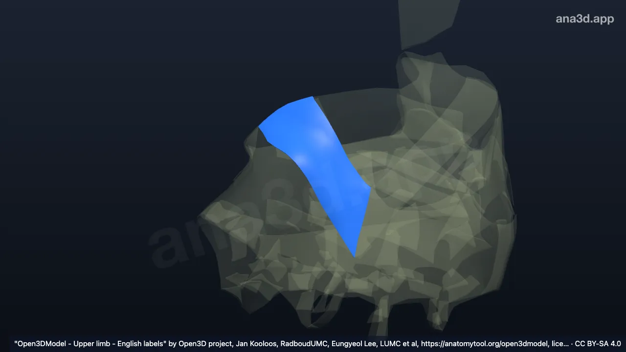 3D-Modell: Rechtes Ligamentum radiocarpale palmare