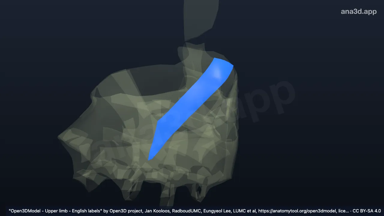 Model 3D: Ligamen ulnokarpale palmare kanan
